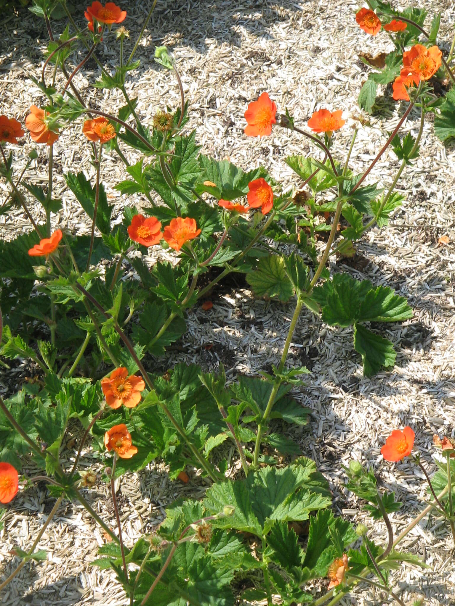 Image of Geum coccineum Sibth. & Sm.