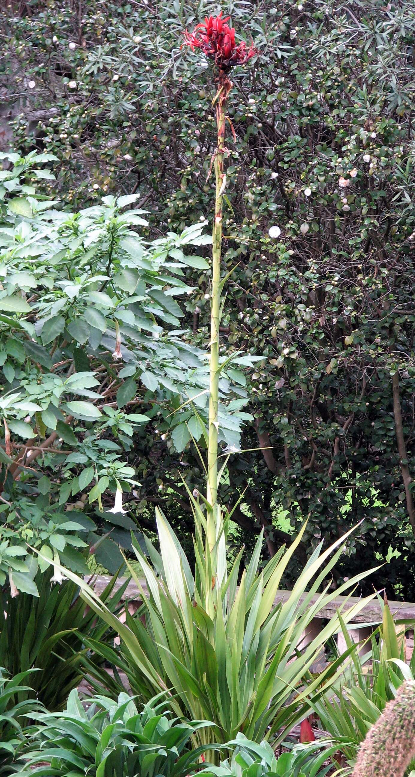 Doryanthes excelsa Corrêa resmi