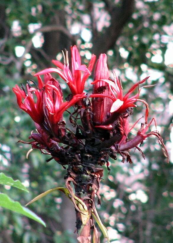 Doryanthes excelsa Corrêa resmi