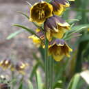 صورة Fritillaria reuteri Boiss.