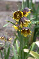 Image of Fritillaria reuteri Boiss.