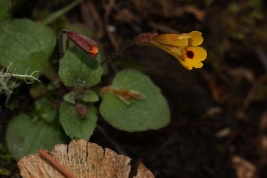 Image of Wing-Stem Monkey-Flower