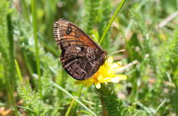 Erebia epistygne Hübner 1816 resmi