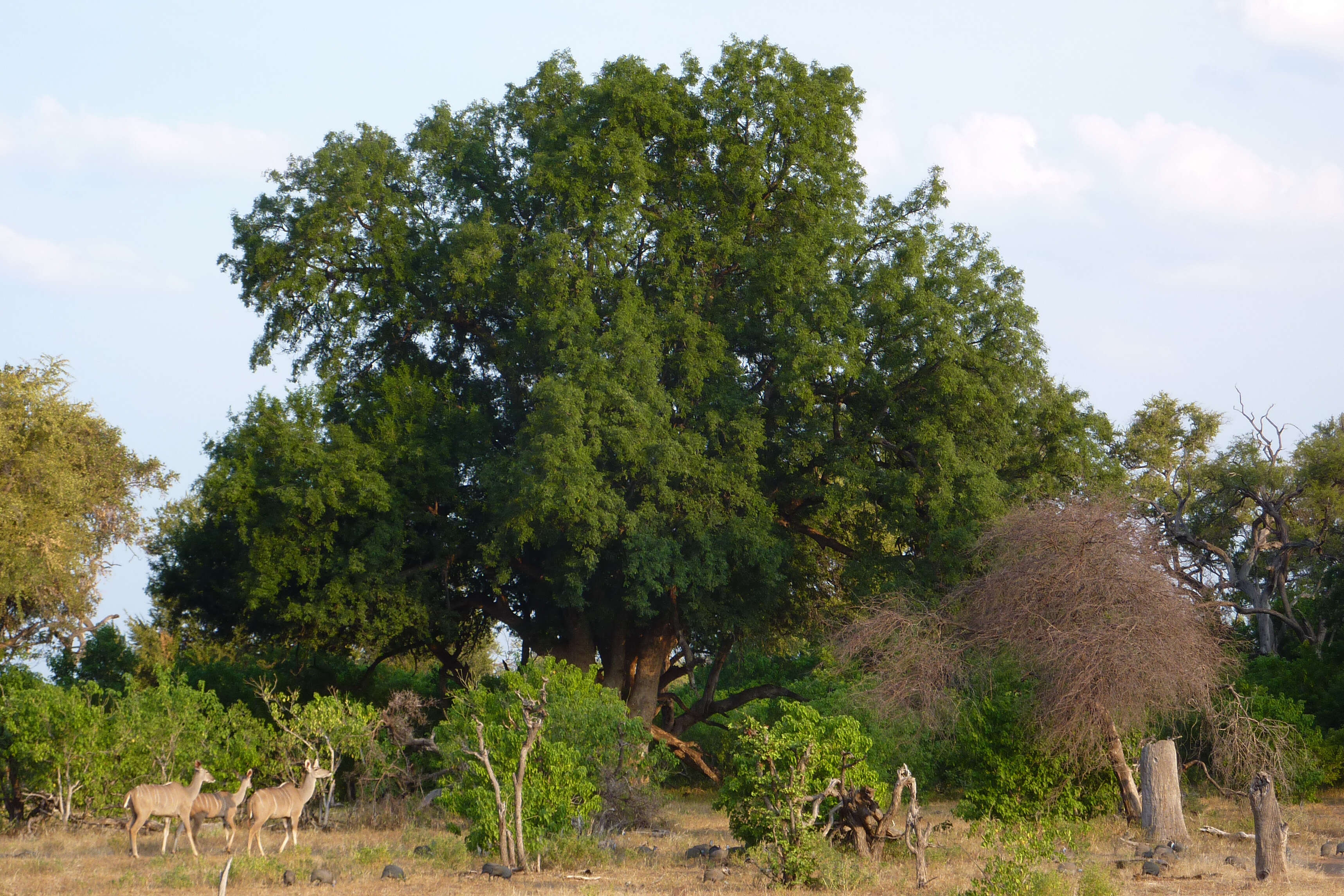 Plancia ëd Xanthocercis