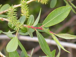 Image of yellow willow