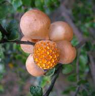 Image de Cyttaria gunnii Berk. 1847