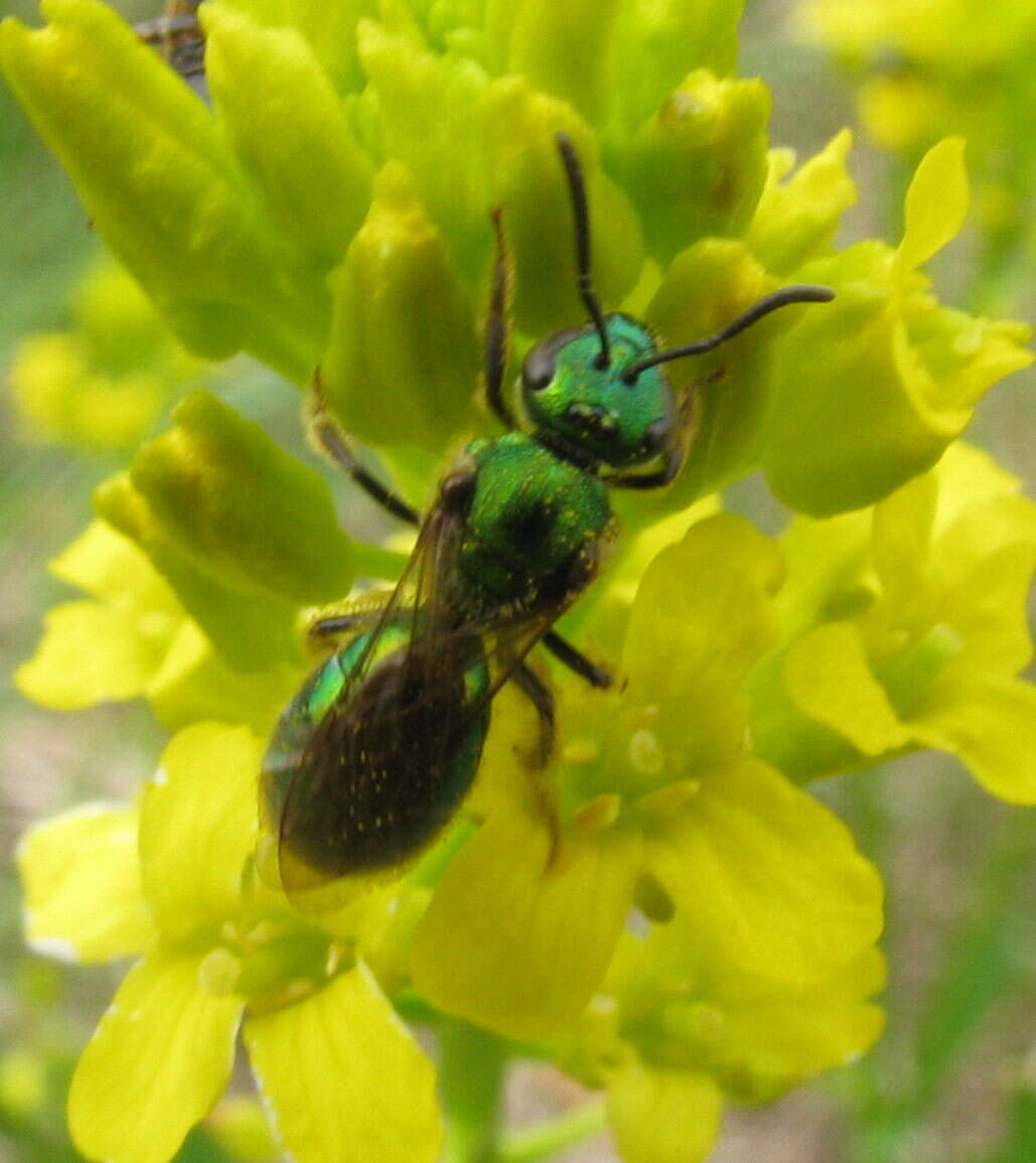 Image of Augochlorella aurata (Smith 1853)