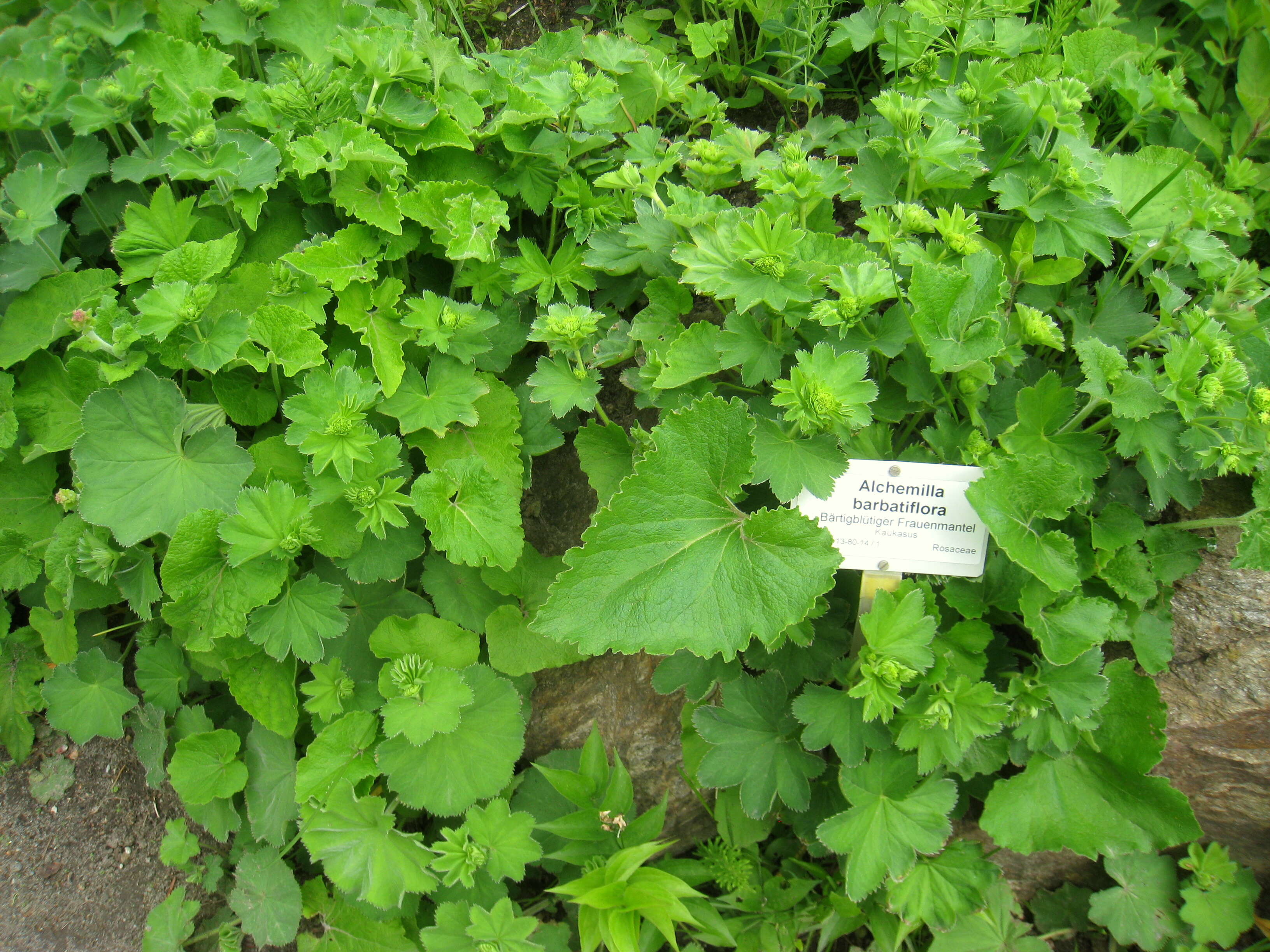 Image of Alchemilla barbatiflora Juz.