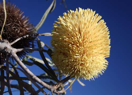 Image of Banksia lindleyana Meissn.