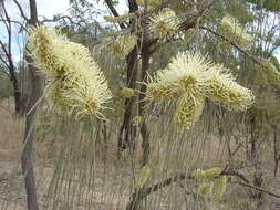 Image of pincushion tree