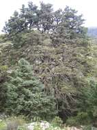 Image of Spanish Fir