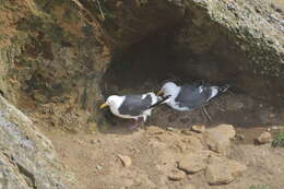 Image of Slaty-backed Gull