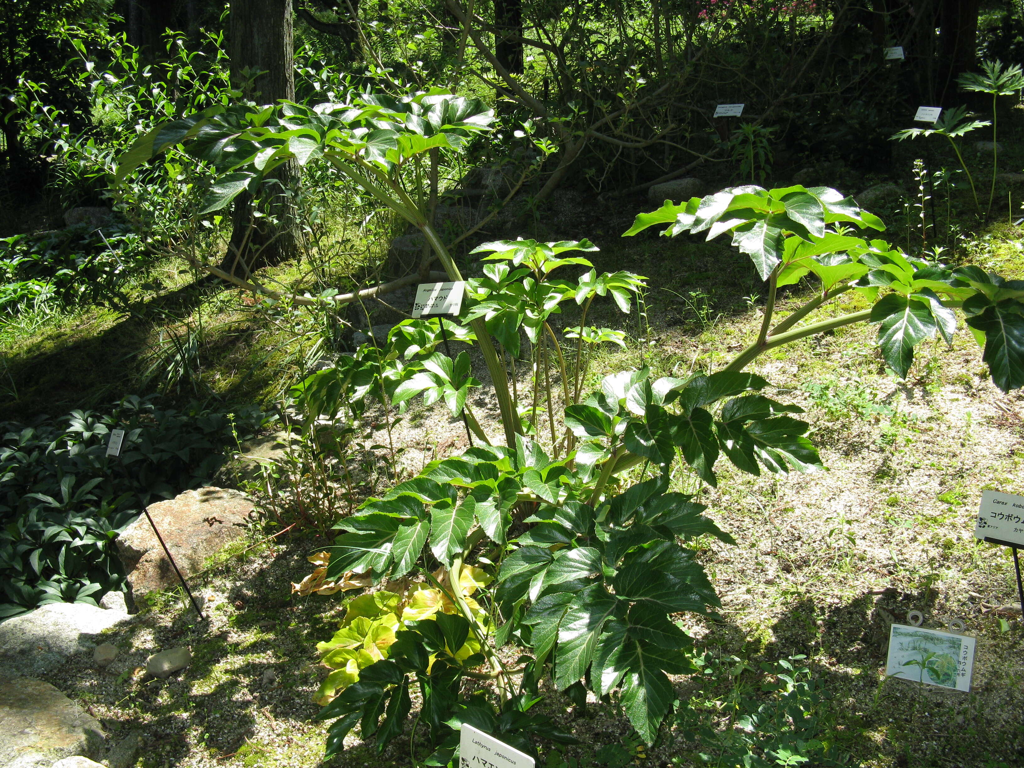 Image of Angelica japonica A. Gray