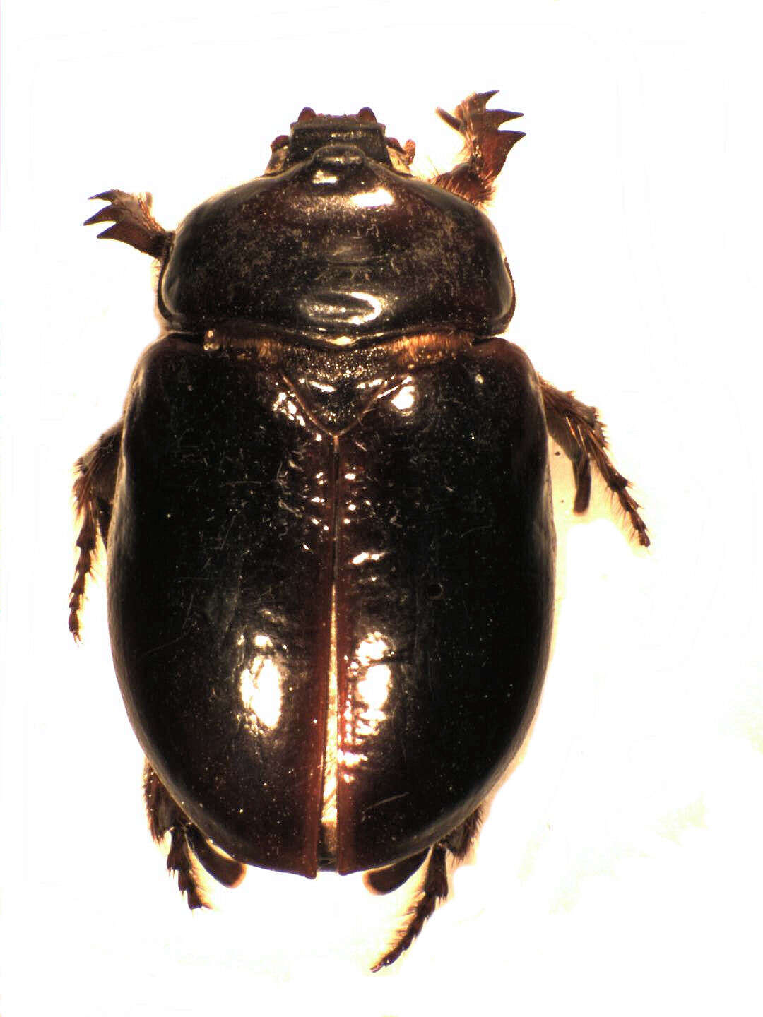 Image of Pericoptus