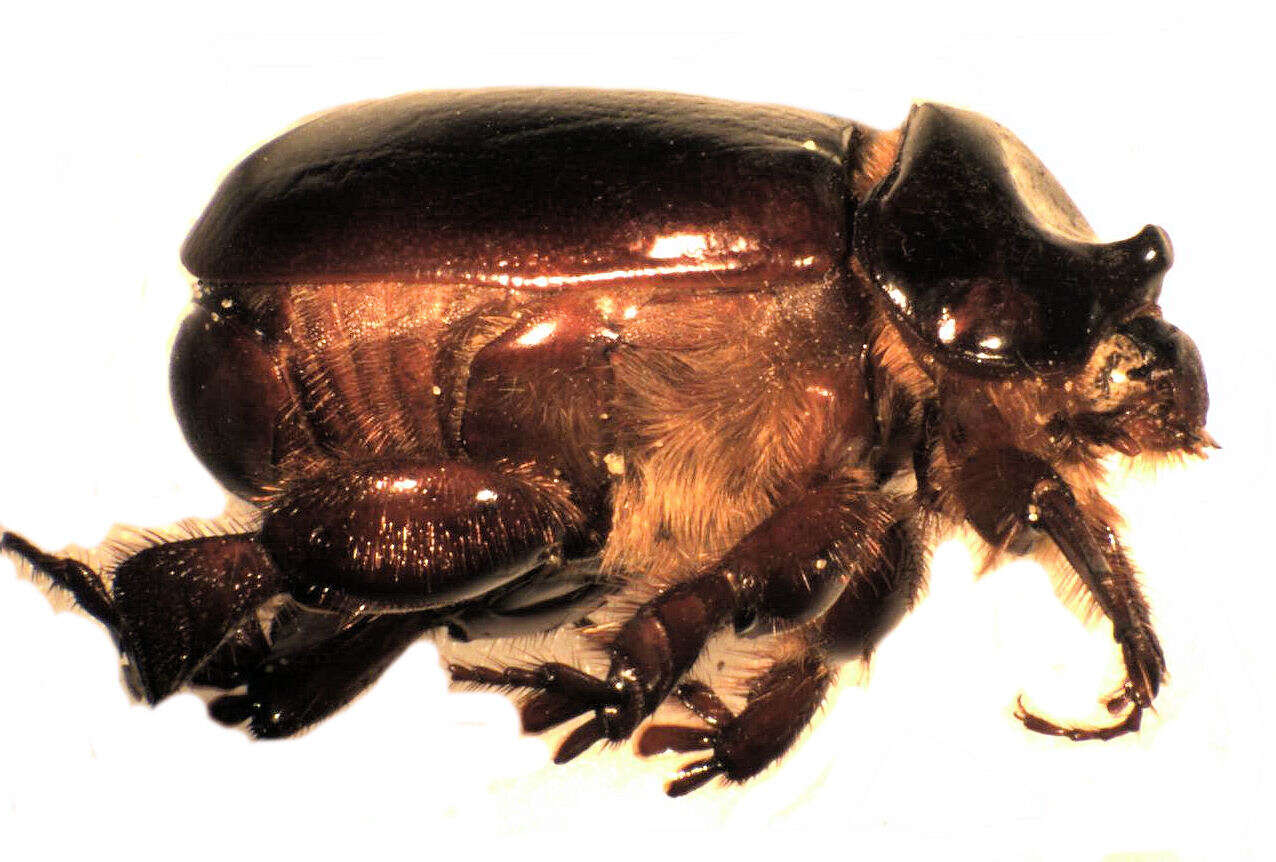 Image of Pericoptus