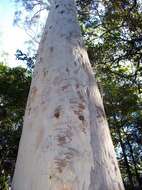 Image of Eucalyptus sclerophylla (Blakely) L. A. S. Johnson & Blaxell