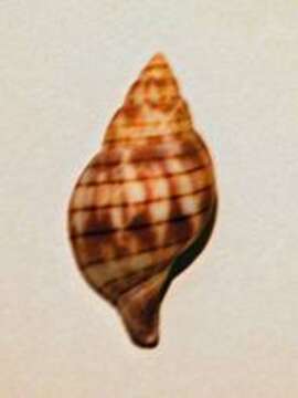 Image of Cinctura Hollister 1957