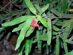 Plancia ëd Grevillea mollis P. M. Olde & W. M. Molyneux