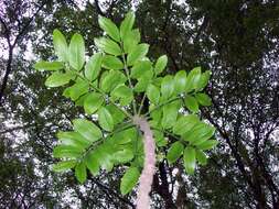 Dysoxylum pachyphyllum Hemsl.的圖片