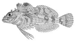 Image of Longfin Irish lord