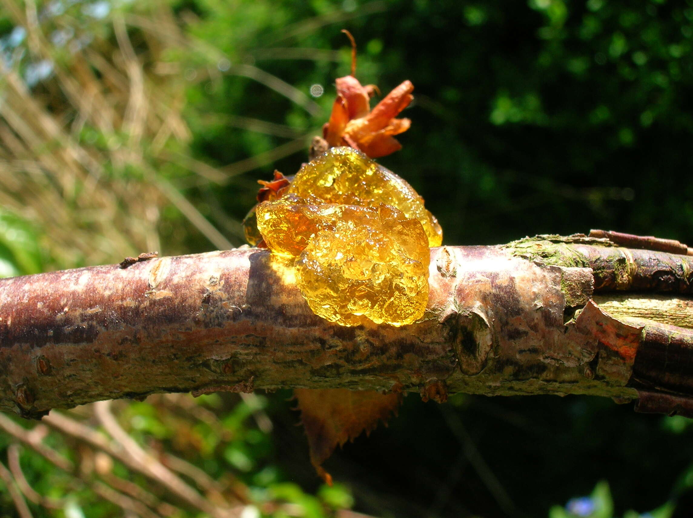 Image of Prunus serrula Franch.