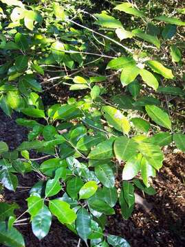 Image of Olea paniculata R. Br.