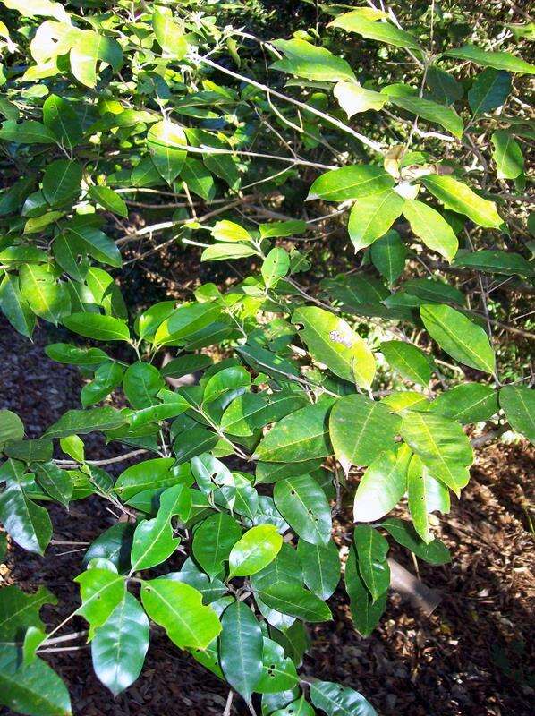 Plancia ëd Olea paniculata R. Br.