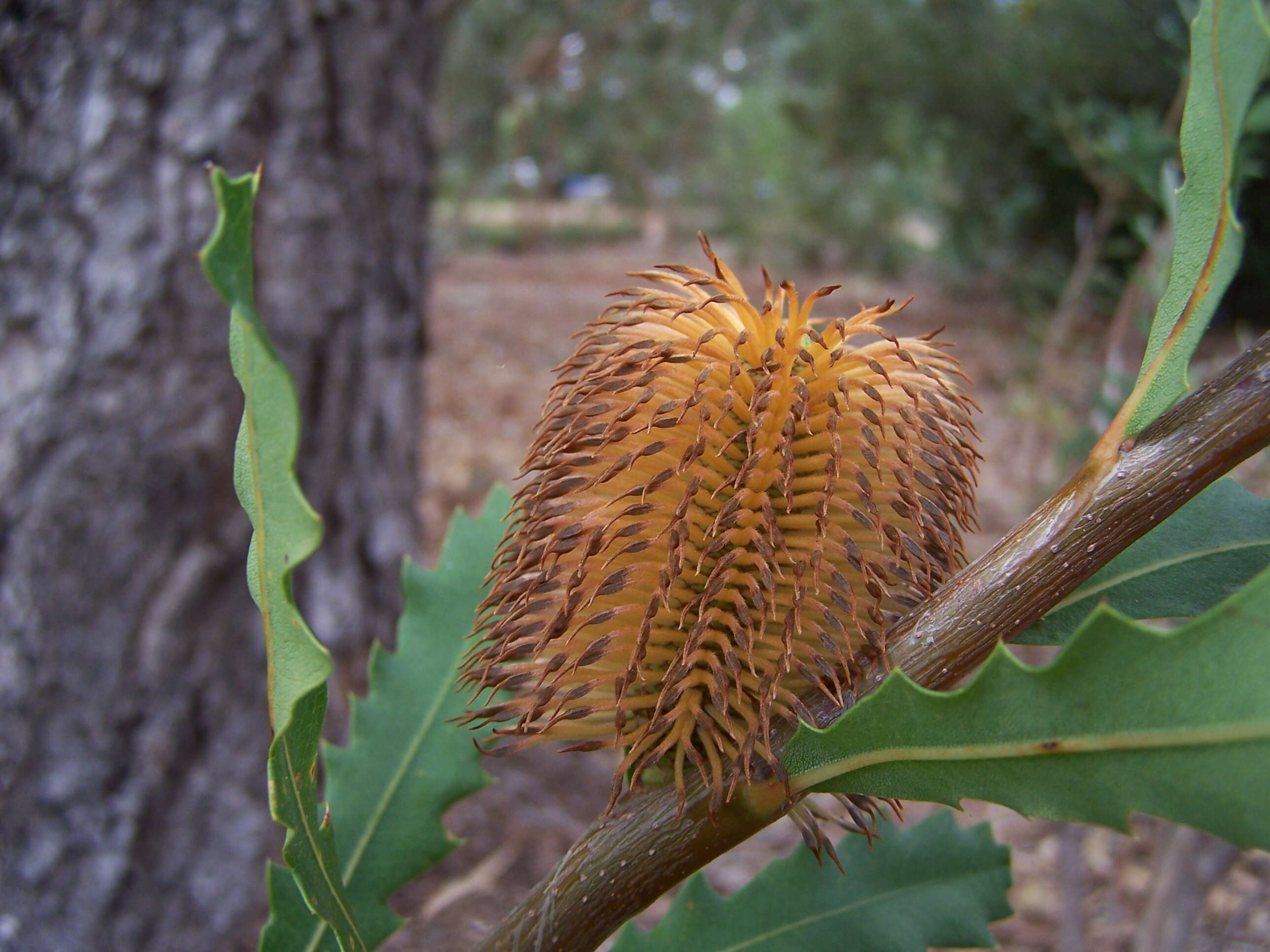 Image of Oak-leaved Banksia