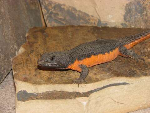 Image of Mozambique girdled lizard