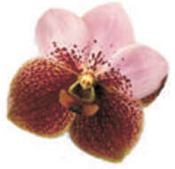 Plancia ëd Vanda sanderiana (Rchb. fil.) Rchb. fil.