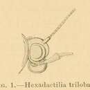 Image of Hexadactilia trilobata Fletcher 1910