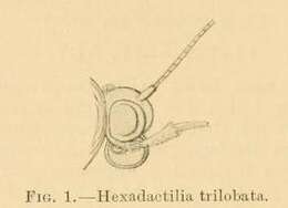 Image of Hexadactilia trilobata Fletcher 1910