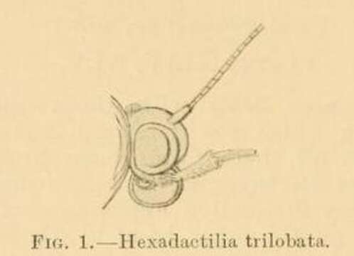 Image of Hexadactilia trilobata Fletcher 1910