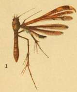 Image of Hexadactilia trilobata Fletcher 1910