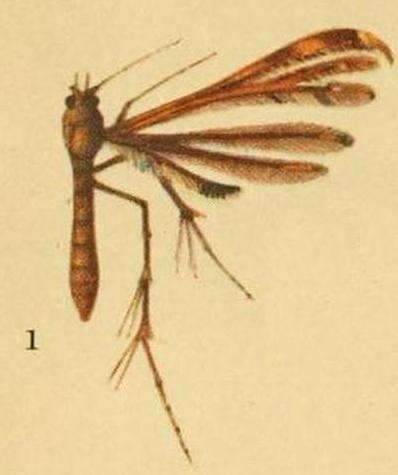 Image de Hexadactilia trilobata Fletcher 1910