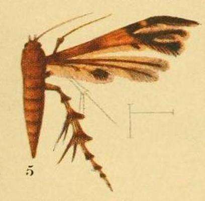 Image of Deuterocopus atrapex Fletcher 1910