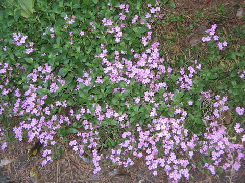 Image of rock soapwort