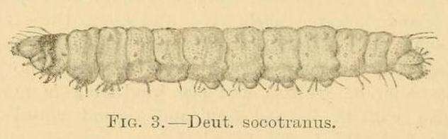 Deuterocopus socotranus Rebel 1907 resmi