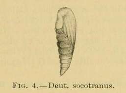 Image of Deuterocopus socotranus Rebel 1907