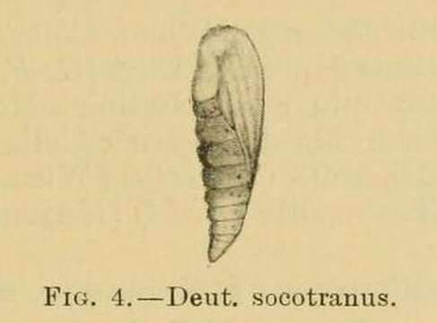 Deuterocopus socotranus Rebel 1907 resmi