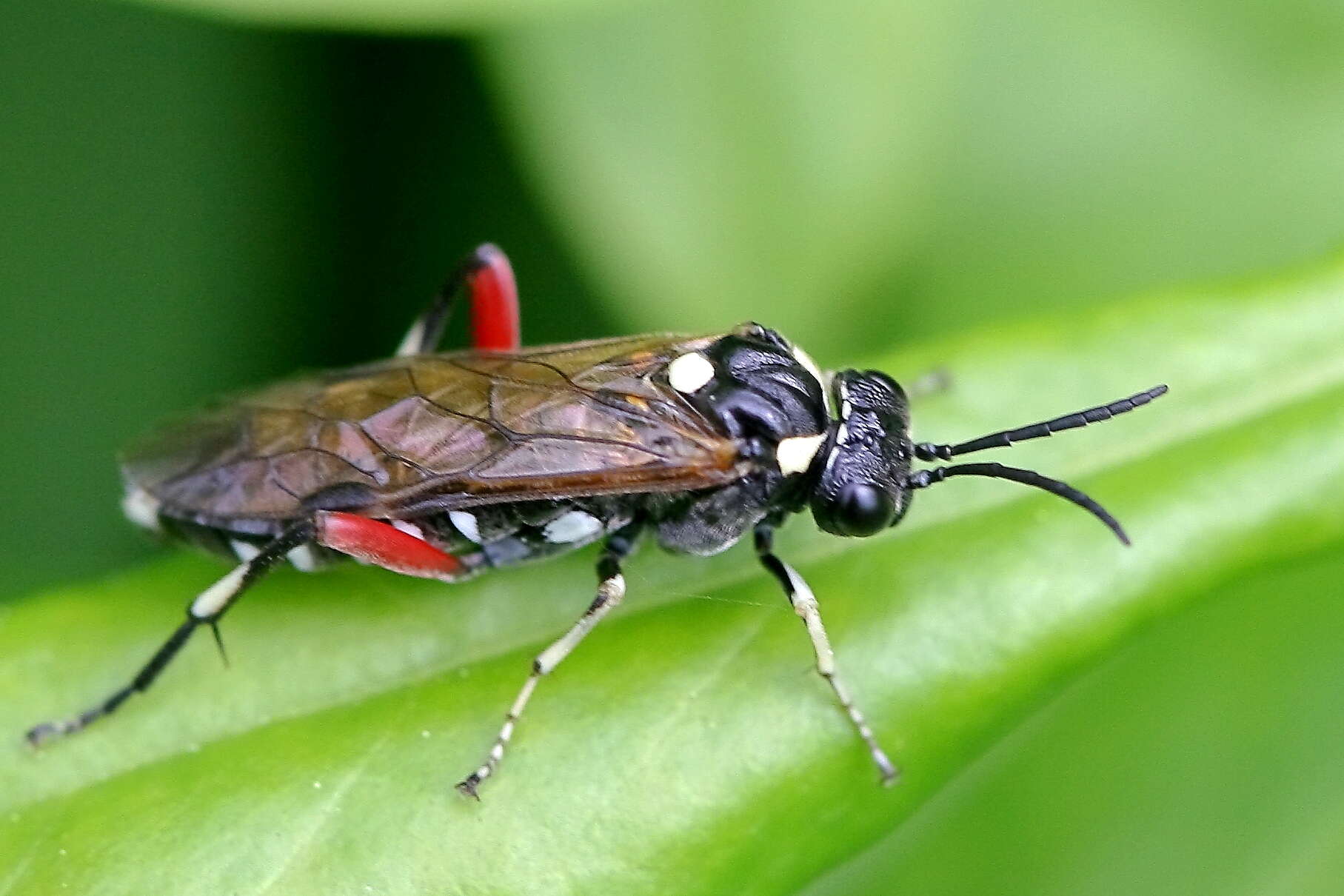 Image of Privet Sawfly