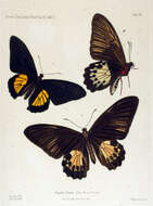 Sivun Troides criton (Felder & Felder 1860) kuva