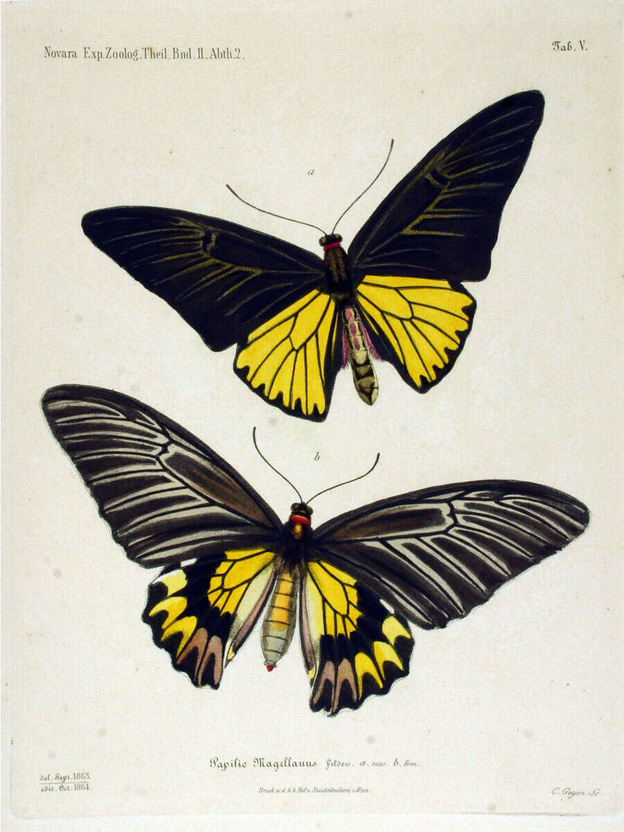 Image of Troides magellanus (Felder & Felder 1862)