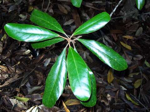 Image of Elaeocarpus williamsianus G. P. Guymer