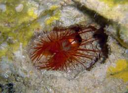 Image of Electric Flame Scallop