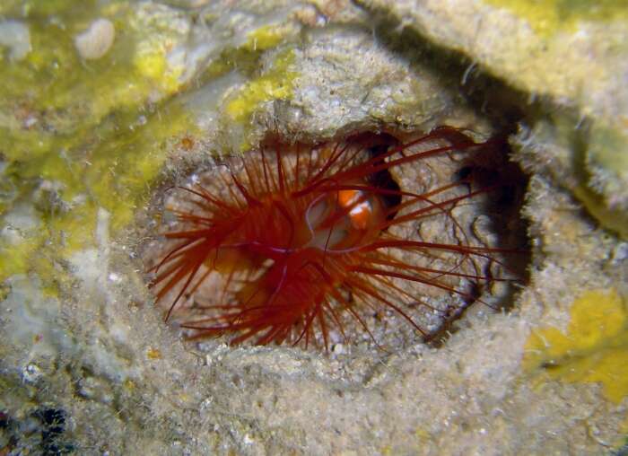 Image of Electric Flame Scallop