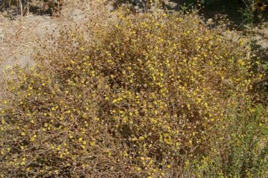 Lessingia glandulifera A. Gray resmi