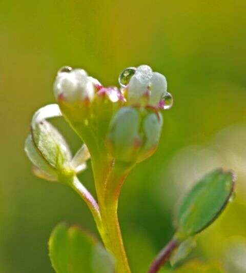 Image of alkali pepperweed