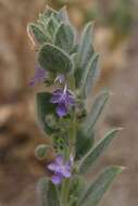 Trichostema ovatum Curran resmi