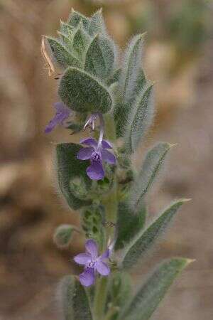 Trichostema ovatum Curran resmi